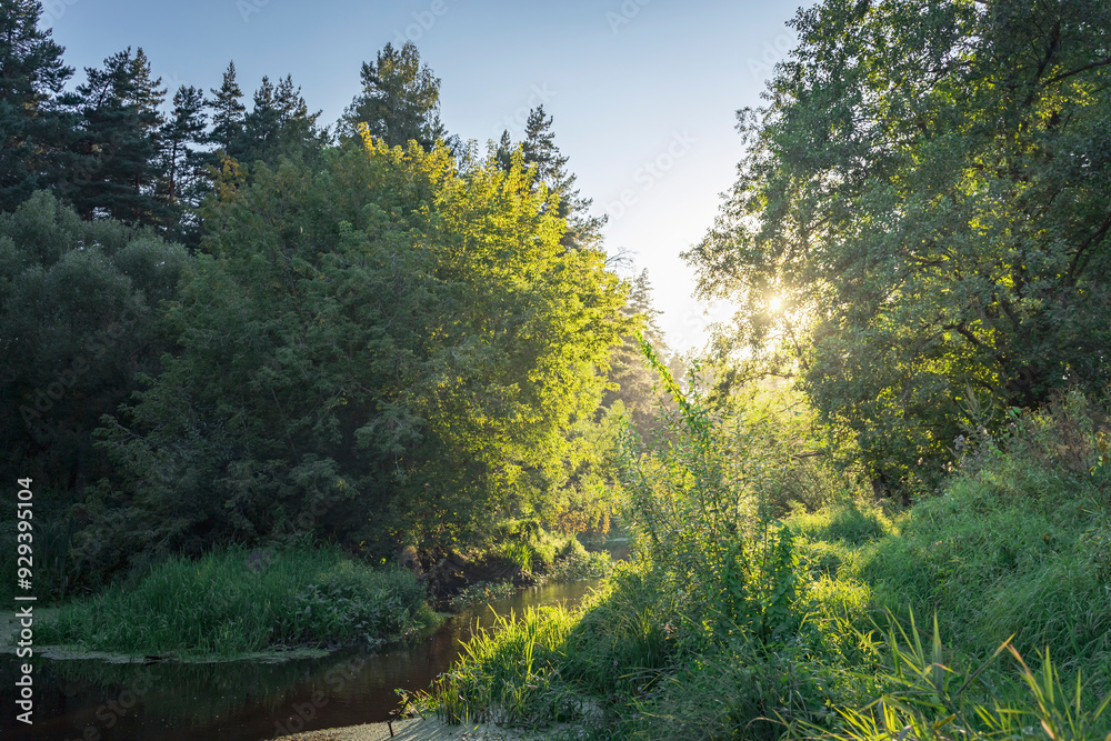 Fototapeta premium A forest with a river running through it