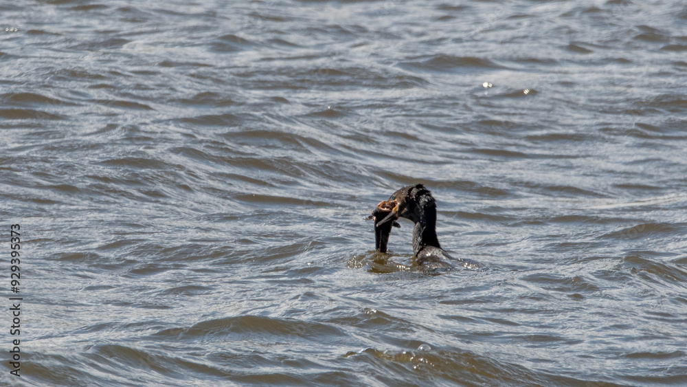 Yeco (Phalacrocorax brasilianus) alimentandose de Blanquillo (Prolatilus jugularis) 