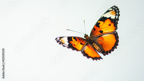 A vivid orange and black butterfly with intricate patterns flies gracefully against a minimalist white background, showcasing the beauty and elegance of nature.