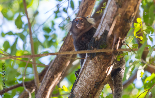 Titi monkey photo