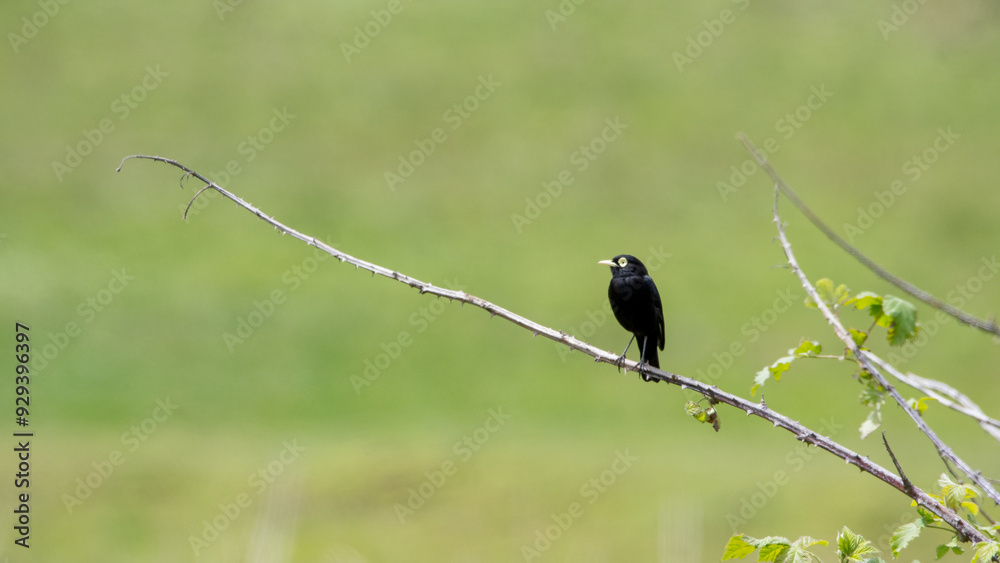 Run Run (Hymenops perspicillatus) Run Run (Hymenops perspicillatus)