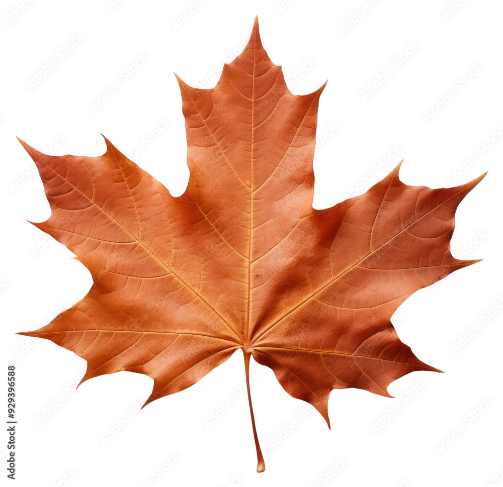 Obraz premium PNG Autumn maple leaf isolated background