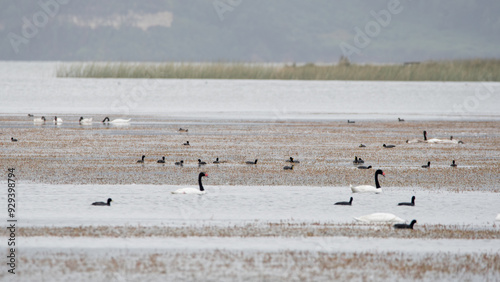 Humedal con varias especies, lago budi. 