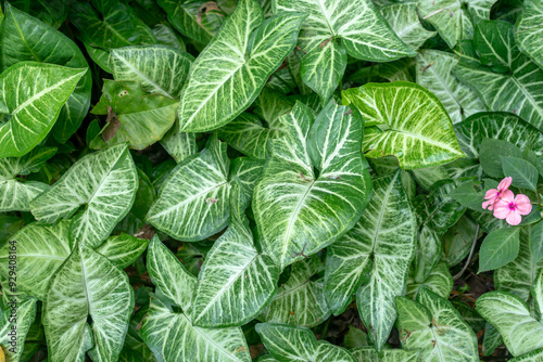 Tropical green climbing plant, Dutch betel, Syngonium podophyllum (Devil's ivy). Ornamental plant. Fresh leaves texture nature background.