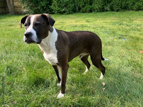 american staffordshire terrier