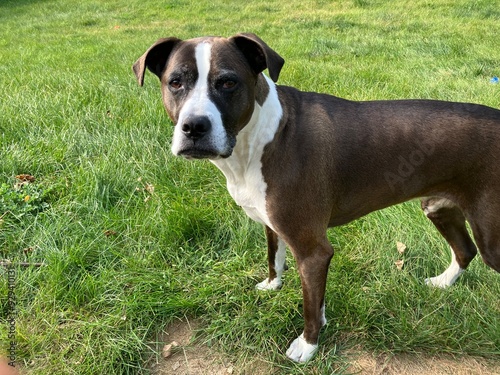 American stafffordshirw terrier