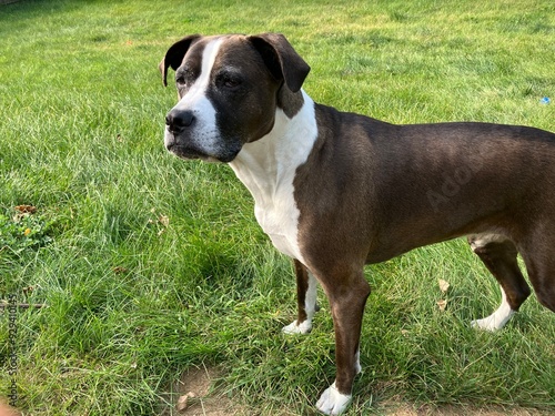 american staffordshire terrier
