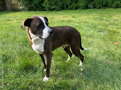 american staffordshire terrier