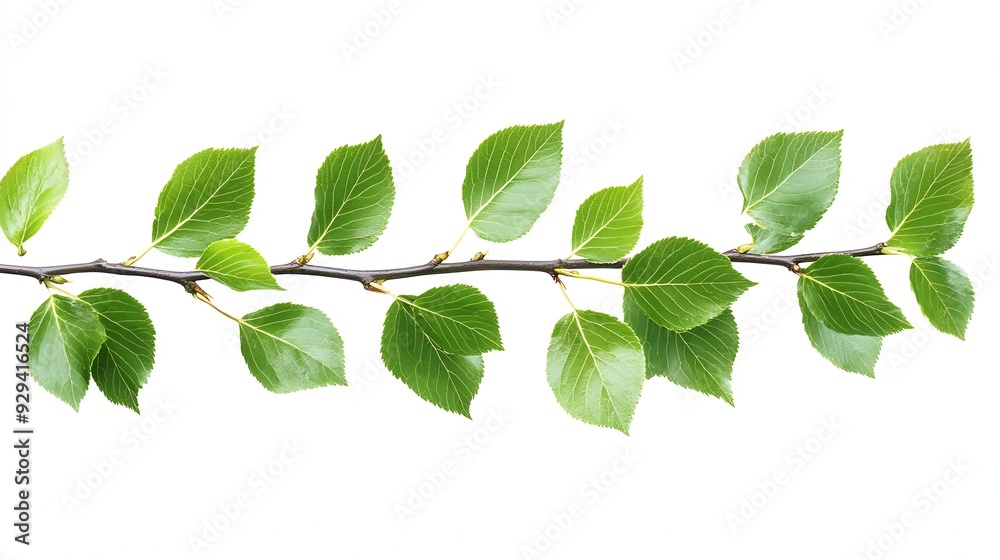 Branch of fresh green elmtree leaves isolated on white : Generative AI Branch of fresh green elmtree leaves isolated on white : Generative AI
