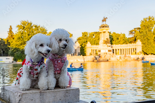 Retiro Park, Madrid. Poodle. Lovely pet trip, vacantion, holidays with our friendly animals. Lake and temple on the horizon, fountains and decorated with colorful plants and flowers, family leisure. photo