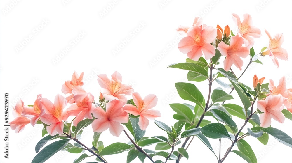 Tropical plant flower bush shrub tree isolated on white background with clipping path : Generative AI Tropical plant flower bush shrub tree isolated on white background with clipping path : Generative AI
