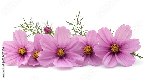 Pink cosmos flowers in a floral arrangements isolated on white background : Generative AI