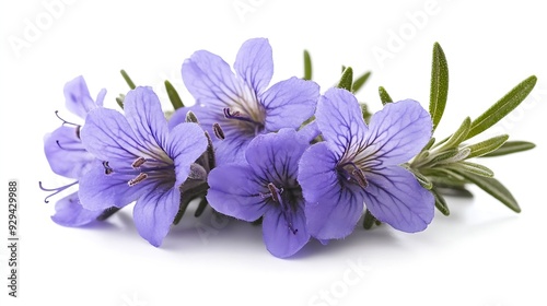 Rosemary flower isolated on white background Salvia rosmarinus : Generative AI