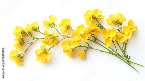 Rapeseed flowers isolated on white background Top view Flat lay : Generative AI