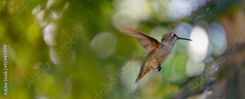 Hummingbird hovering under a tree panorama 
