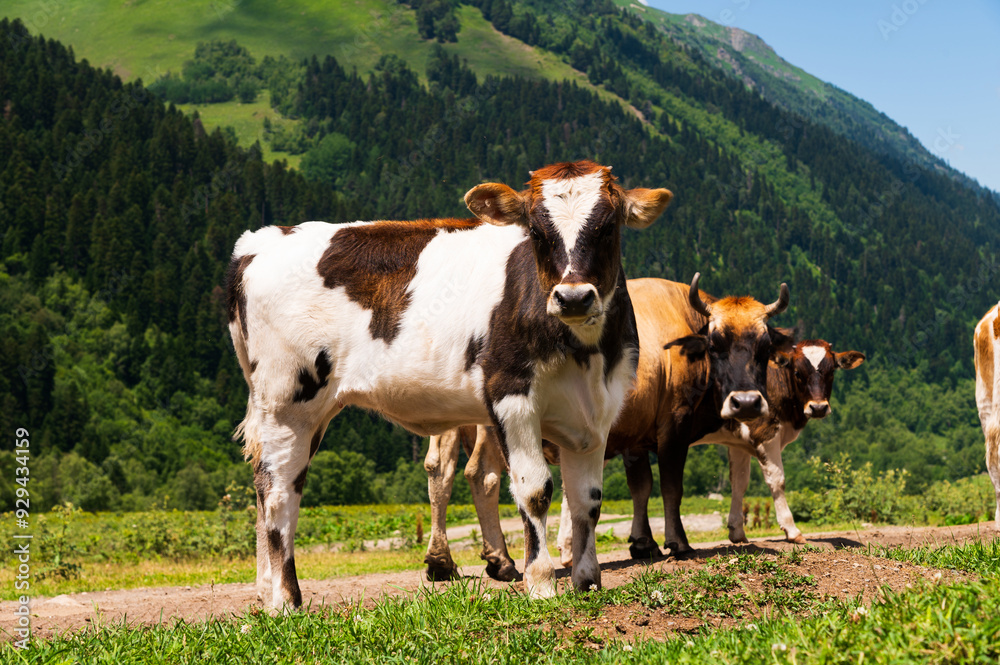 Fototapeta premium Cow looks friendly, portrait of mature and calm cow, gentle look, medium shot of brown and white cow on green meadow background