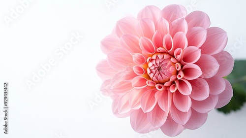 Blooming pink flower of a dahlia isolated on white background closeup in studio : Generative AI