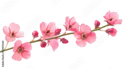 A stem of pink wax flowers isolated cutout on white background : Generative AI