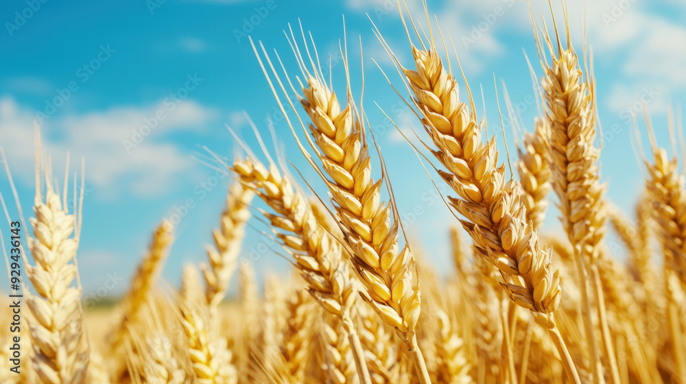 Organic wheat field, golden ears swaying in wind with copy space Organic wheat field, golden ears swaying in wind with copy space