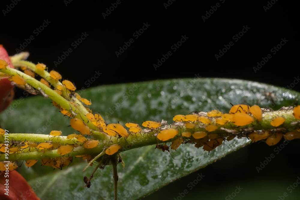 Naklejka premium caterpillar on a branch