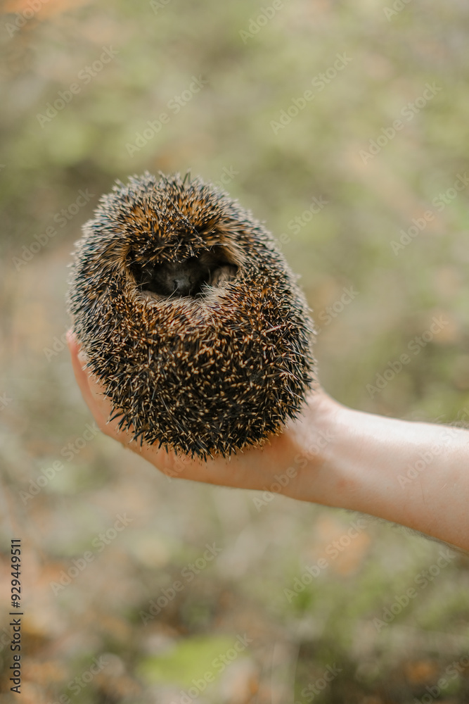 Forest hedgehog in male hands on a blurred background.hedgehog curled up in the hands of a man. Prickly gray hedgehog close-up. Forest animals and inhabitants Forest hedgehog in male hands on a blurred background.hedgehog curled up in the hands of a man. Prickly gray hedgehog close-up. Forest animals and inhabitants