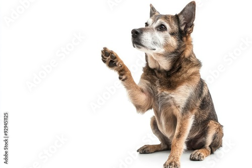 Wallpaper Mural Fantastic looking elder dog, sitting side ways one paw lifted looking at camera, isolated on a white background , ai Torontodigital.ca