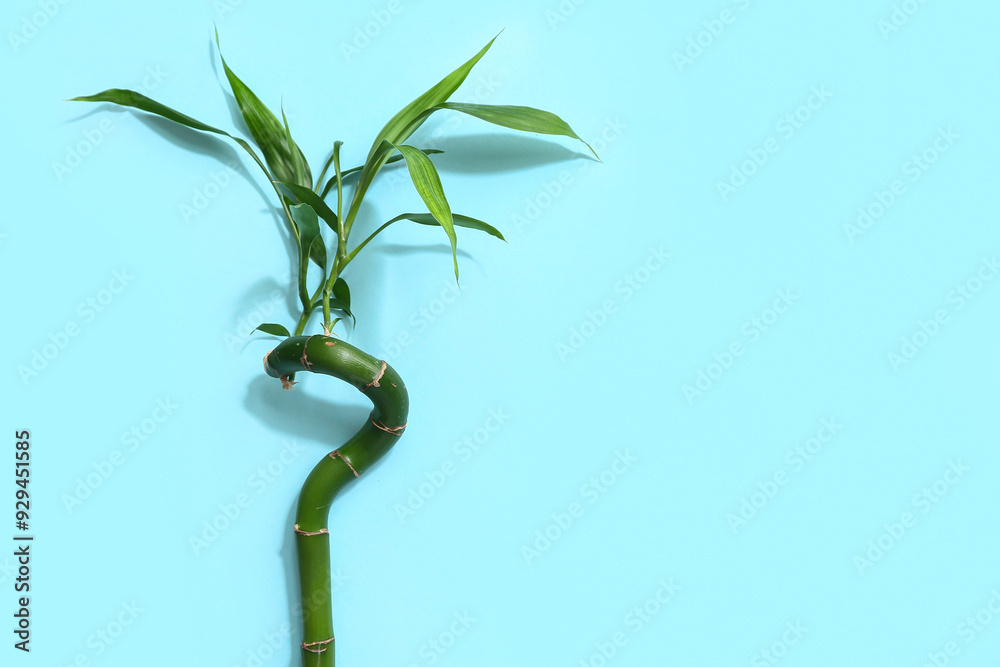 Green bamboo stem on blue background Green bamboo stem on blue background