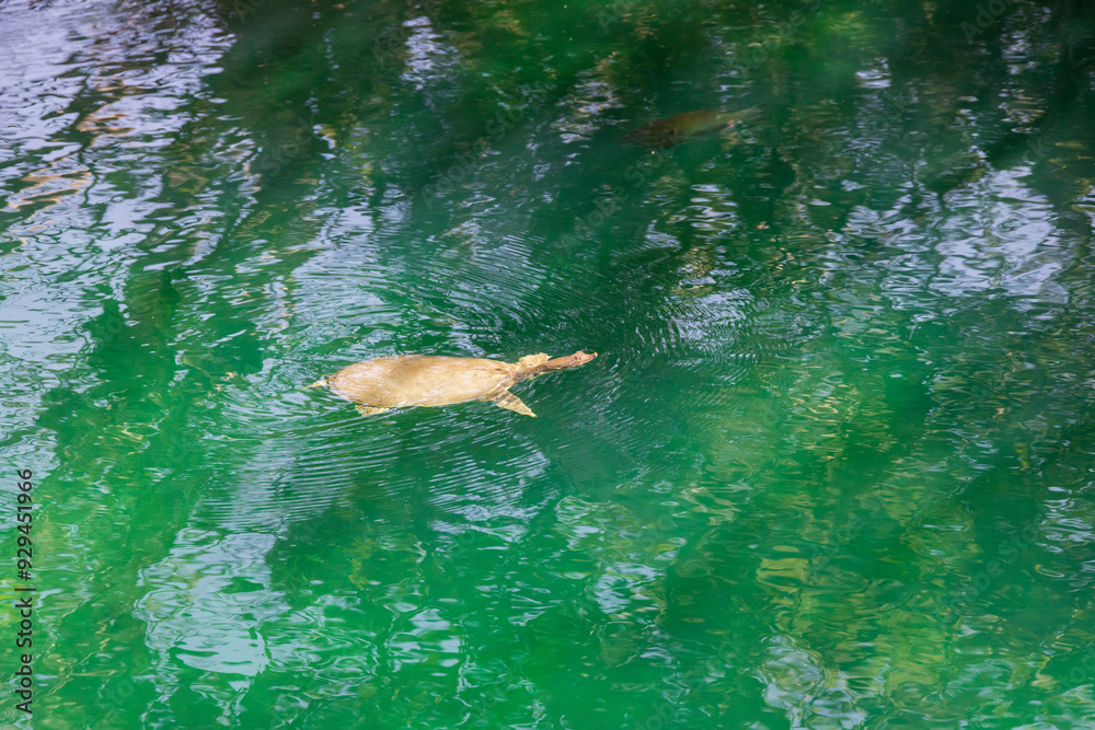 Obraz premium Turtle in a pond