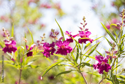 Chilopsis, desert willow pink flower blossom close-up photo