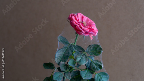 A colony of spider mites (Tetranychus urticae) on a rose flower, captured in a close-up view, highlights the presence of these plant pests. photo