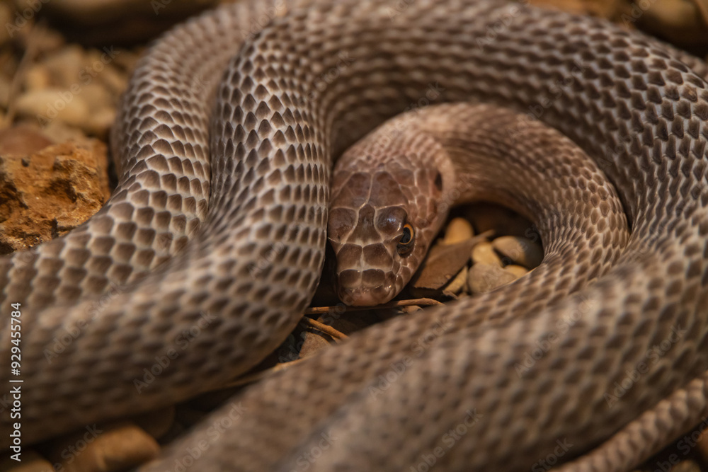 Fototapeta premium Coachwhip Snake, small brown snake coiled up, close-up