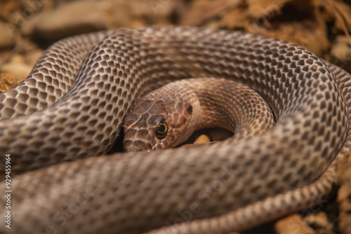 Coachwhip Snake, small brown snake coiled up, close-up photo