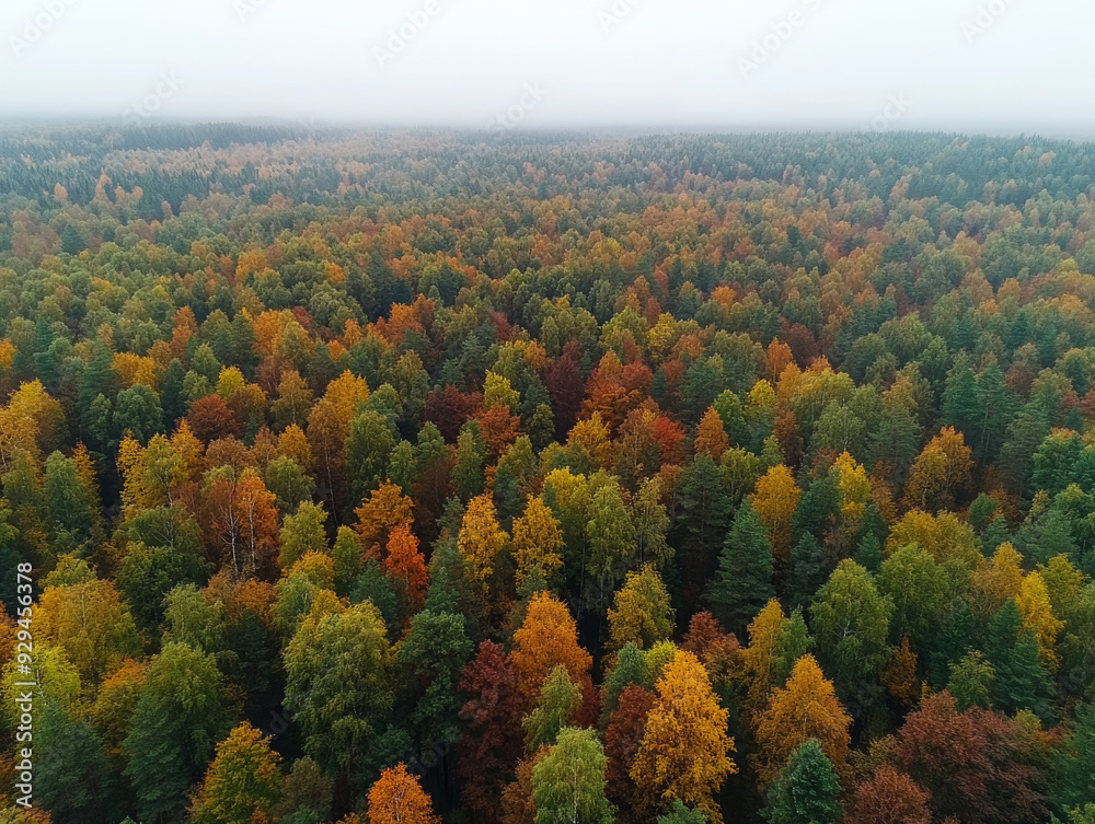 A forest with many trees in various shades of green and yellow