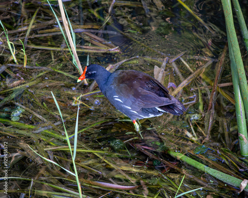 heron in water photo