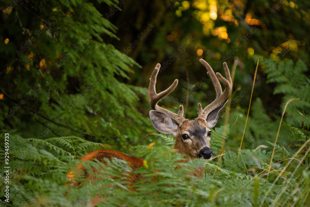 Male black tailed buck with velvet antlers looking at camera through ...