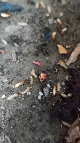 Wallpaper Mural the white termites Torontodigital.ca