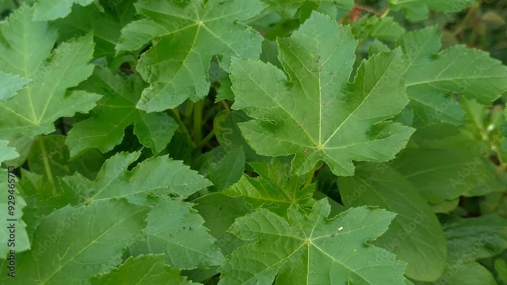 the green leaves the green leaves
