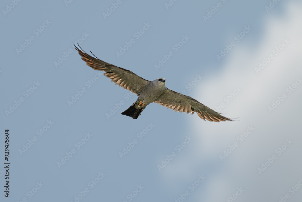 Closeup of a Mississippi kite in flight. Closeup of a Mississippi kite in flight.