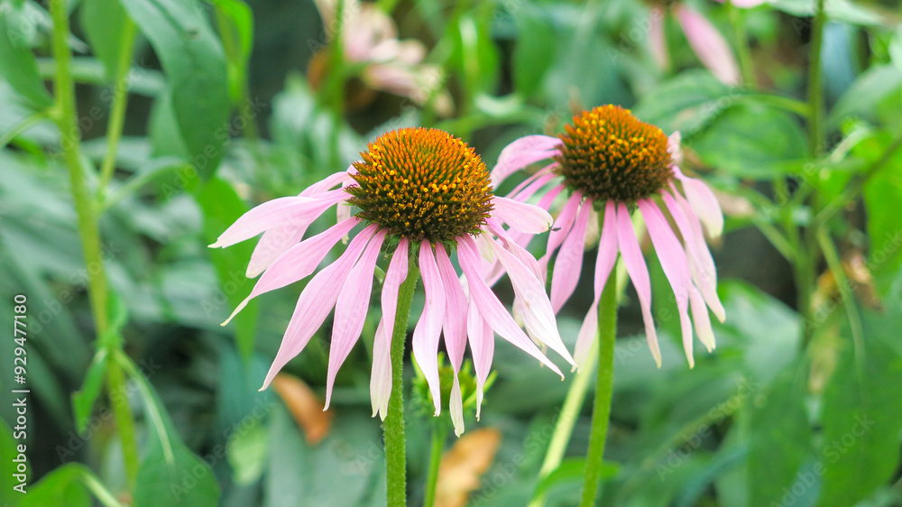 Echinacea purpurea, also known as purple coneflower, hedgehog coneflower, or echinacea is medical herb plant. Echinacea grow and bloom in the garden. Echinacea purpurea, also known as purple coneflower, hedgehog coneflower, or echinacea is medical herb plant. Echinacea grow and bloom in the garden.