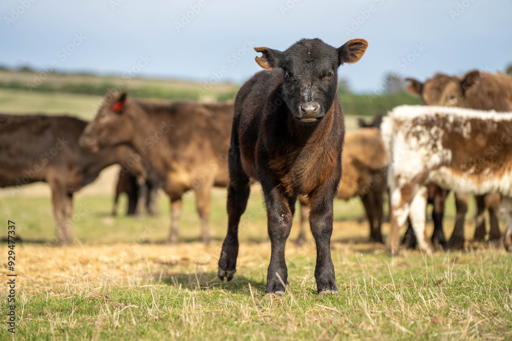 beautiful cattle in Australia eating grass, grazing on pasture. Herd of cows free range beef being regenerative raised on an agricultural farm. Sustainable farming beautiful cattle in Australia eating grass, grazing on pasture. Herd of cows free range beef being regenerative raised on an agricultural farm. Sustainable farming