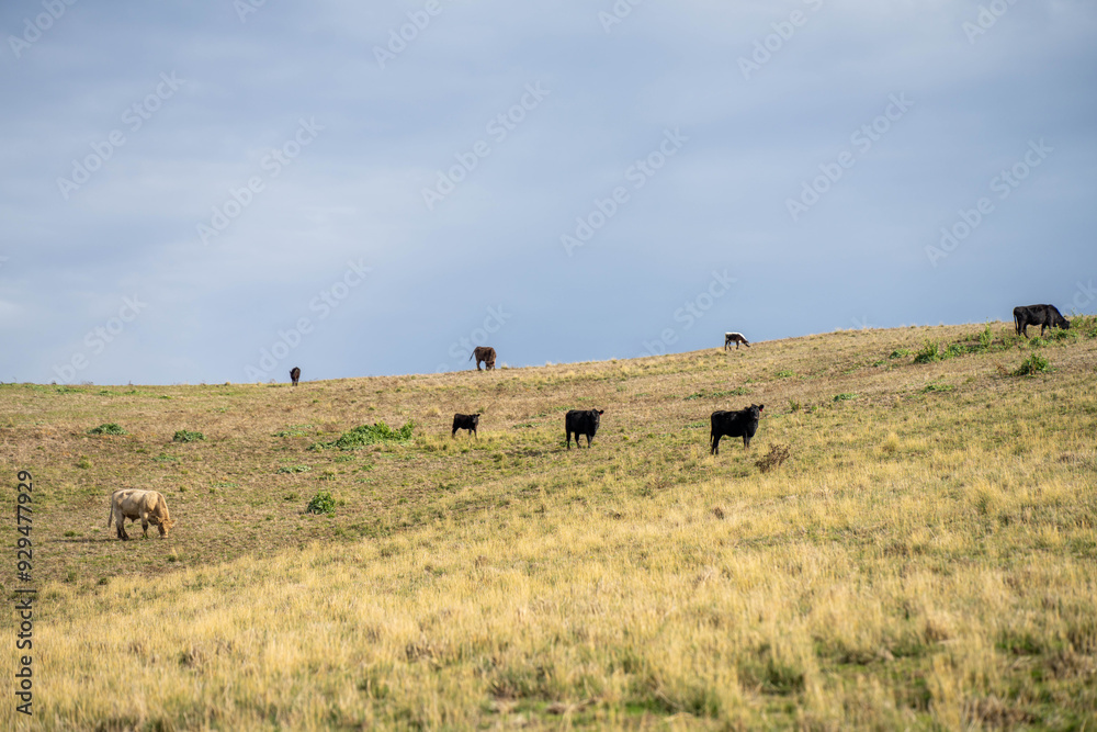 Obraz premium beautiful cattle in Australia eating grass, grazing on pasture. Herd of cows free range beef being regenerative raised on an agricultural farm. Sustainable farming 