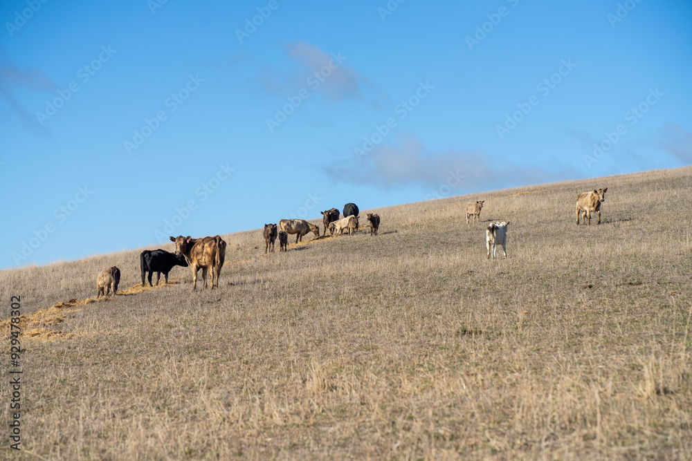 Fototapeta premium beautiful cattle in Australia eating grass, grazing on pasture. Herd of cows free range beef being regenerative raised on an agricultural farm. Sustainable farming 
