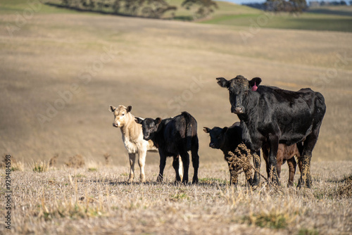 cows in a field, Beef cows and calves grazing on grass in Australia