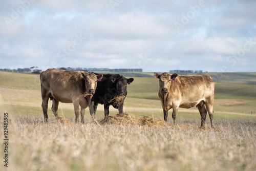 beautiful cattle in Australia  eating grass, grazing on pasture. Herd of cows free range beef being regenerative raised on an agricultural farm. Sustainable farming  photo