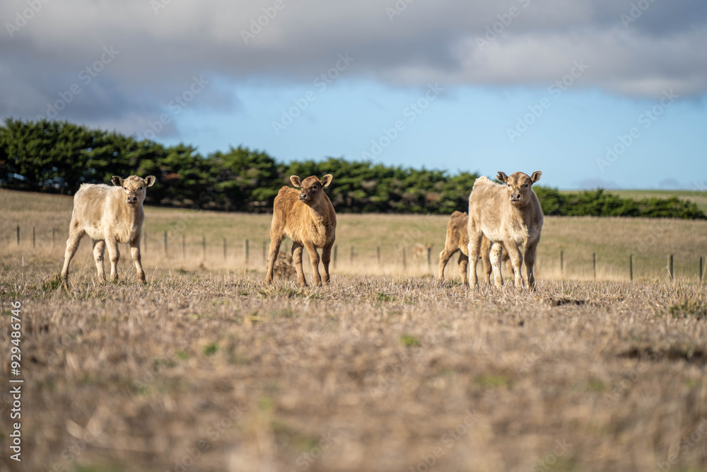 cows in a field, Beef cows and calves grazing on grass in Australia cows in a field, Beef cows and calves grazing on grass in Australia