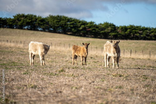 beautiful cattle in Australia eating grass, grazing on pasture. Herd of cows free range beef being regenerative raised on an agricultural farm. Sustainable farming 