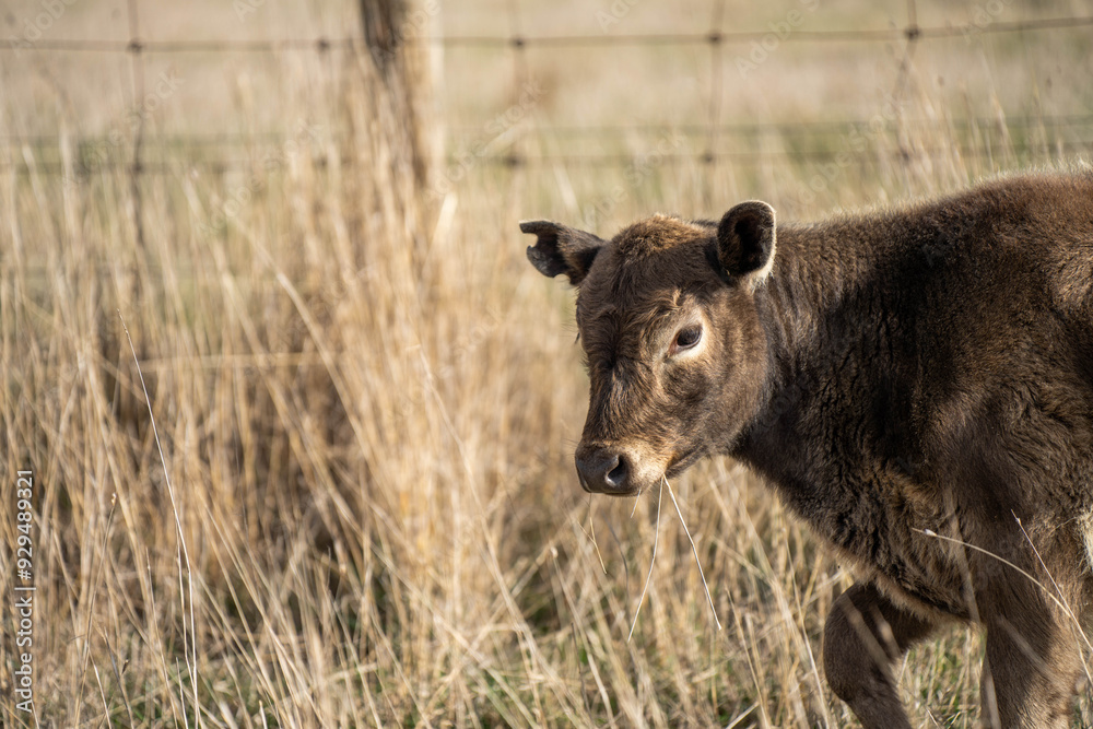 beautiful cattle in Australia eating grass, grazing on pasture. Herd of cows free range beef being regenerative raised on an agricultural farm. Sustainable farming beautiful cattle in Australia eating grass, grazing on pasture. Herd of cows free range beef being regenerative raised on an agricultural farm. Sustainable farming