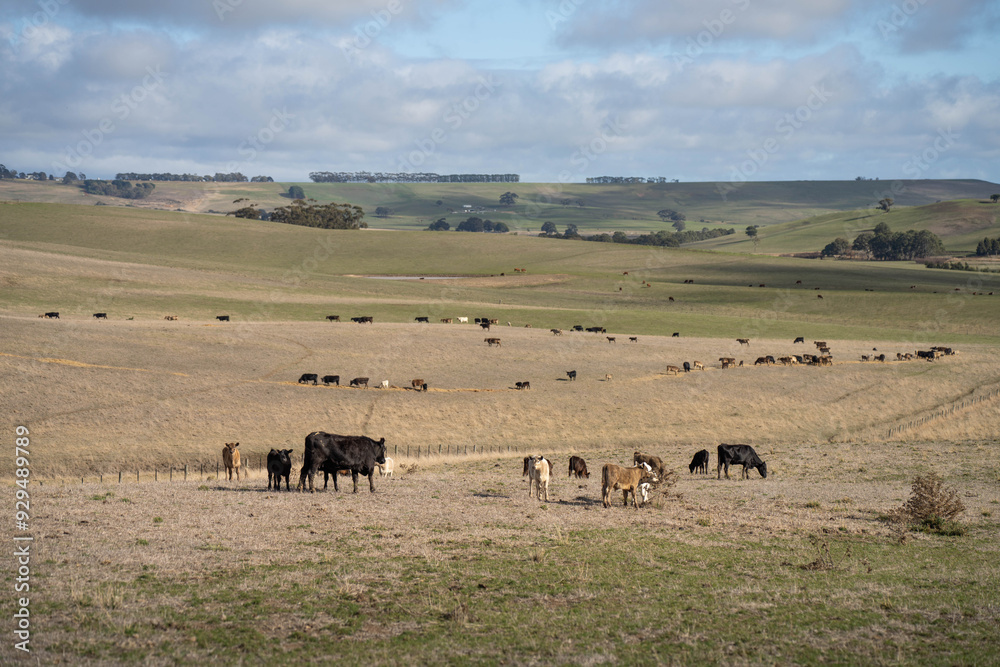 beautiful cattle in Australia eating grass, grazing on pasture. Herd of cows free range beef being regenerative raised on an agricultural farm. Sustainable farming beautiful cattle in Australia eating grass, grazing on pasture. Herd of cows free range beef being regenerative raised on an agricultural farm. Sustainable farming