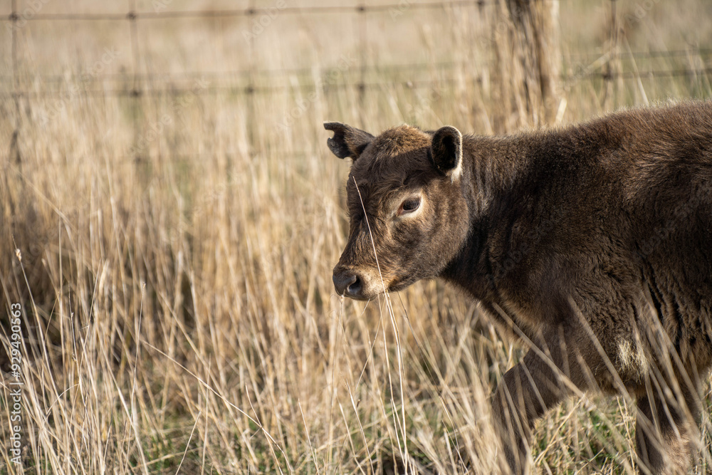 beautiful cattle in Australia eating grass, grazing on pasture. Herd of cows free range beef being regenerative raised on an agricultural farm. Sustainable farming beautiful cattle in Australia eating grass, grazing on pasture. Herd of cows free range beef being regenerative raised on an agricultural farm. Sustainable farming