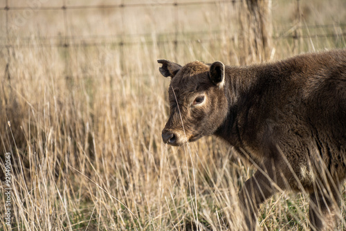 beautiful cattle in Australia eating grass, grazing on pasture. Herd of cows free range beef being regenerative raised on an agricultural farm. Sustainable farming 